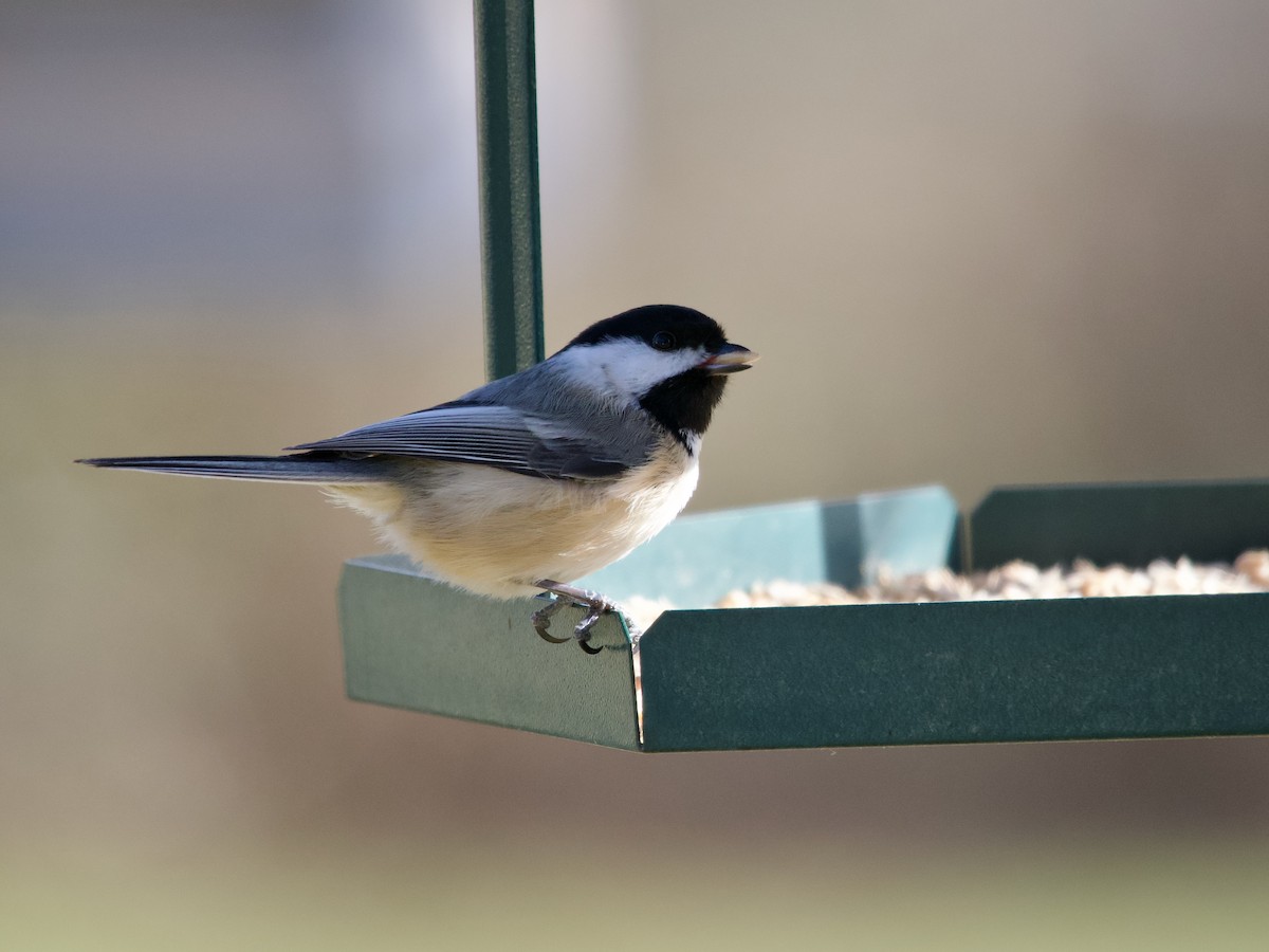 Mésange à tête noire - ML534860611