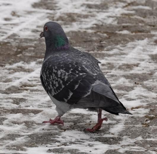 Rock Pigeon (Feral Pigeon) - ML534860711