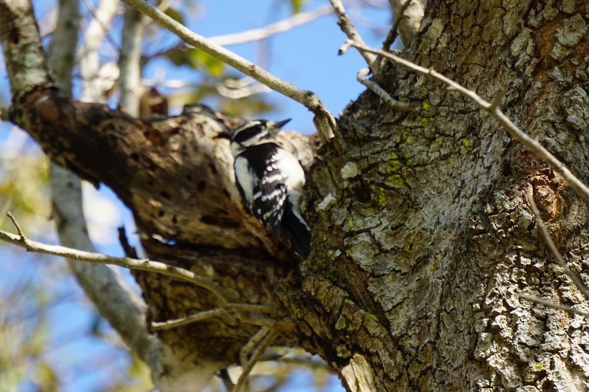 Downy Woodpecker - ML534860831