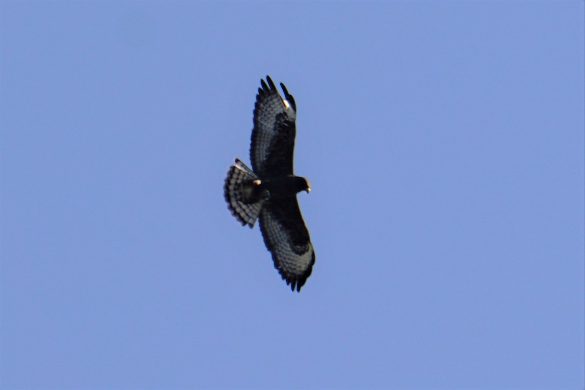 Short-tailed Hawk - ML534861821