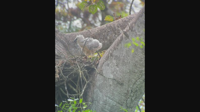 Harpy Eagle - ML534862411