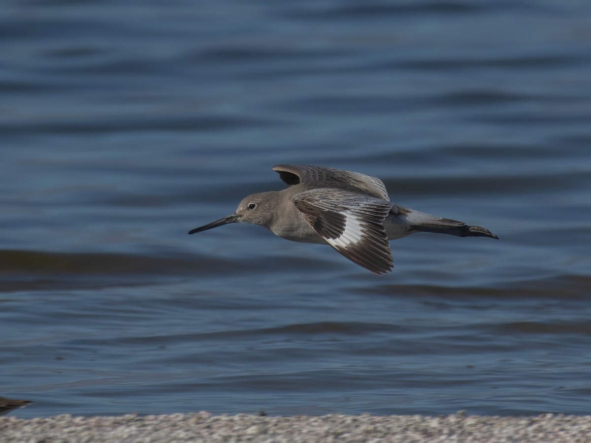 Willet - ML534862471