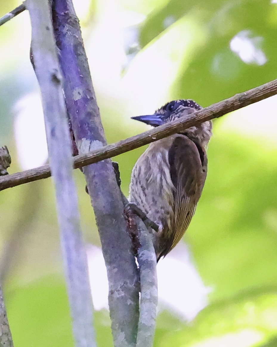 Olivaceous Piculet - ML534864841