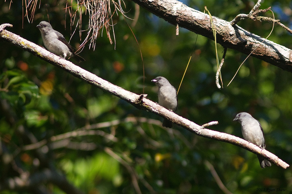 Plain-colored Tanager - Ryan Shaw