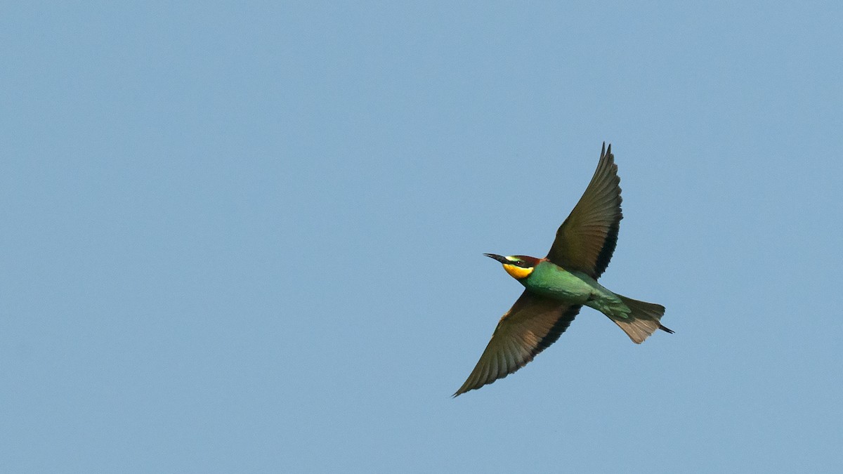 European Bee-eater - ML534864921