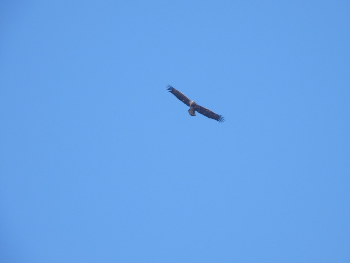 Bald Eagle - ML534865101