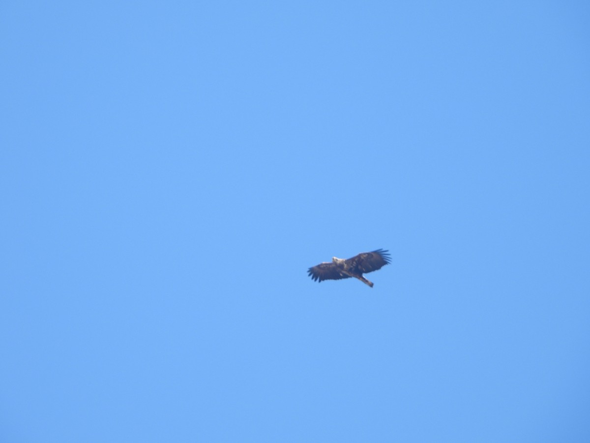 Bald Eagle - ML534865141