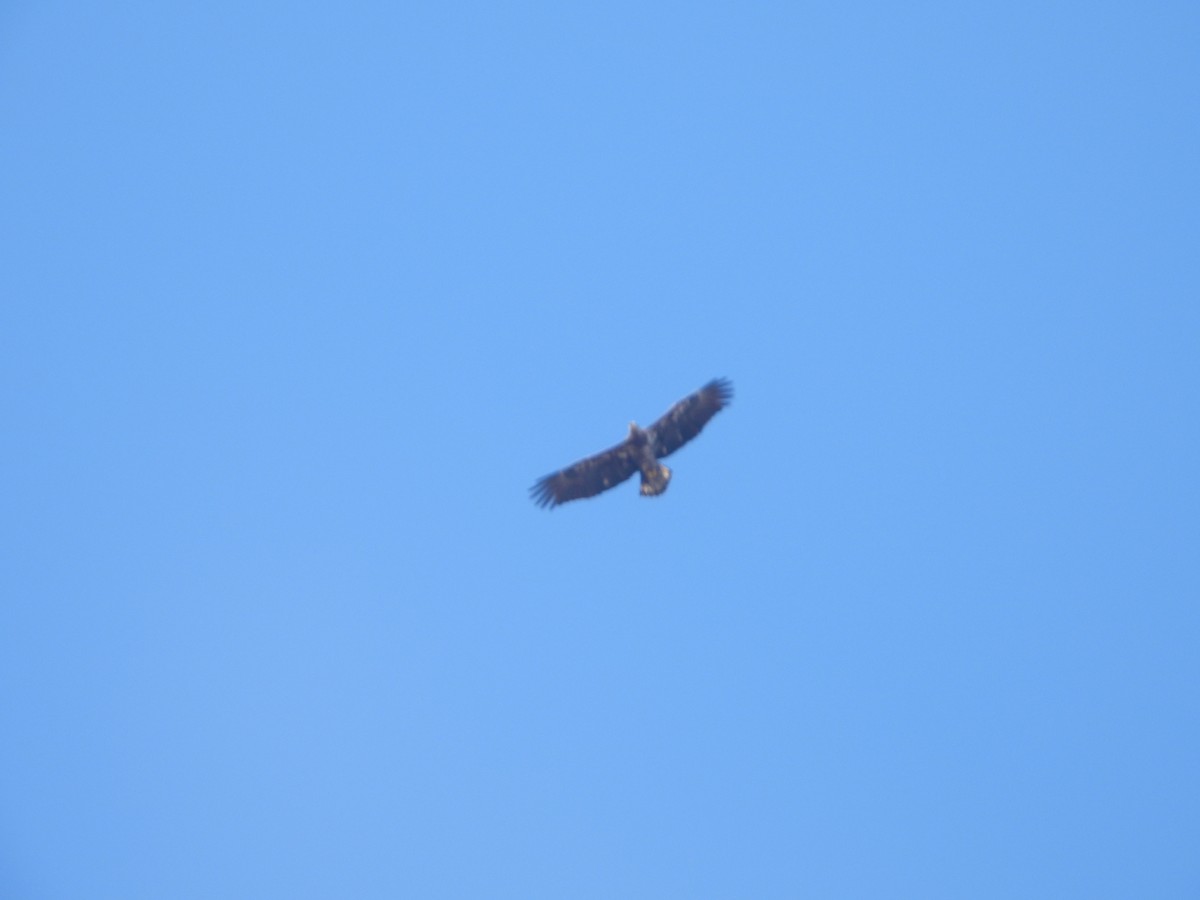 Bald Eagle - ML534865201