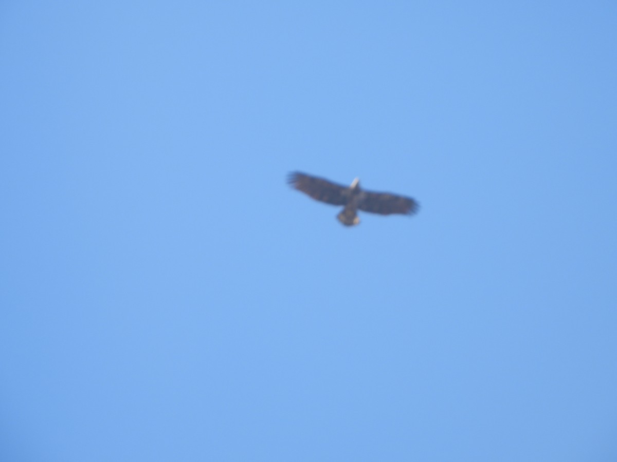 Bald Eagle - ML534865281
