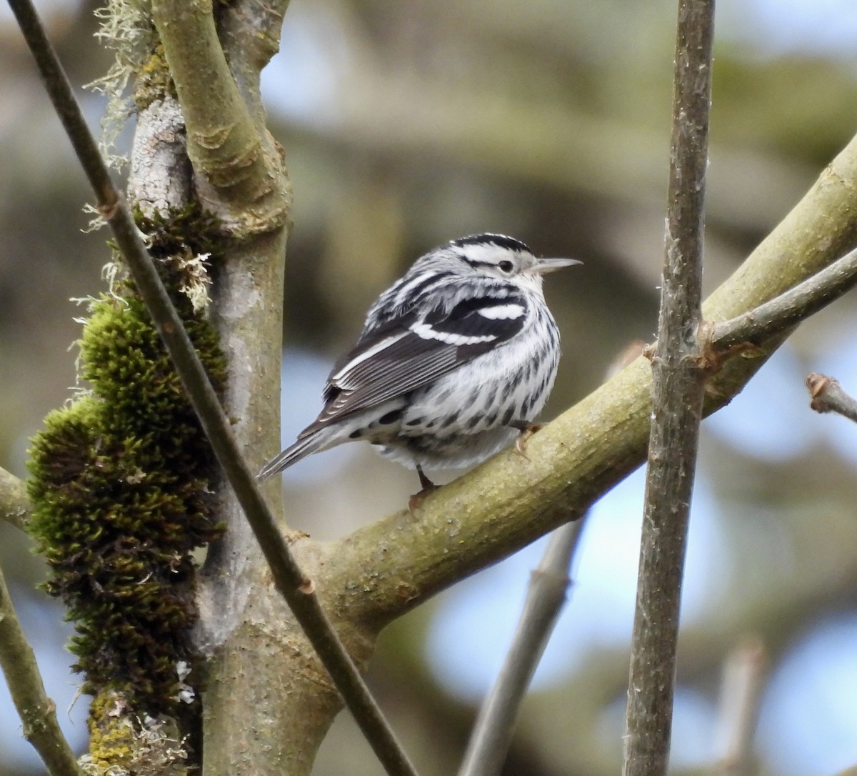 Black-and-white Warbler - ML534866101
