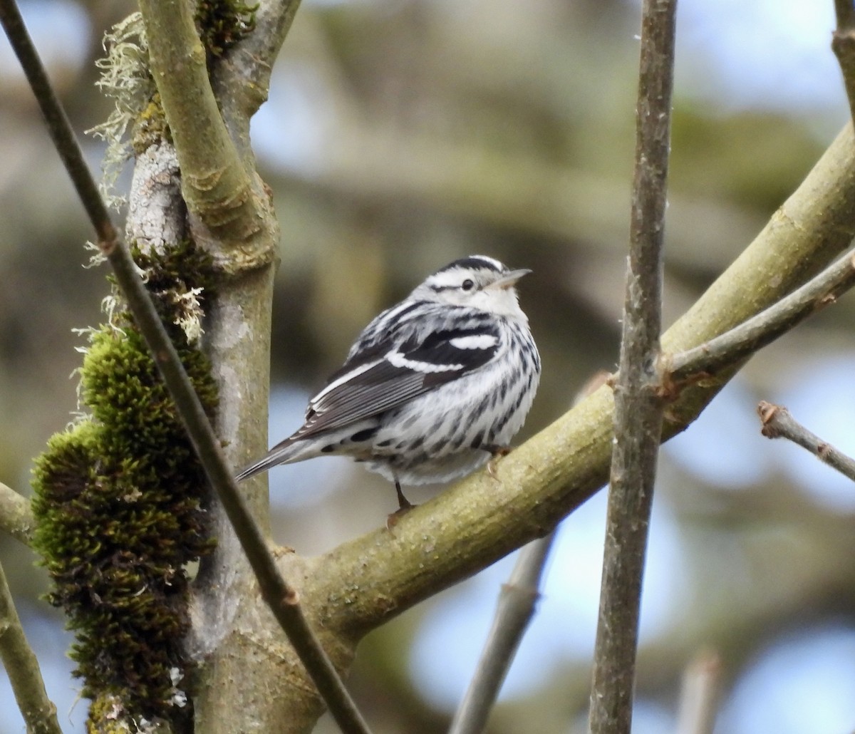 Black-and-white Warbler - ML534866131