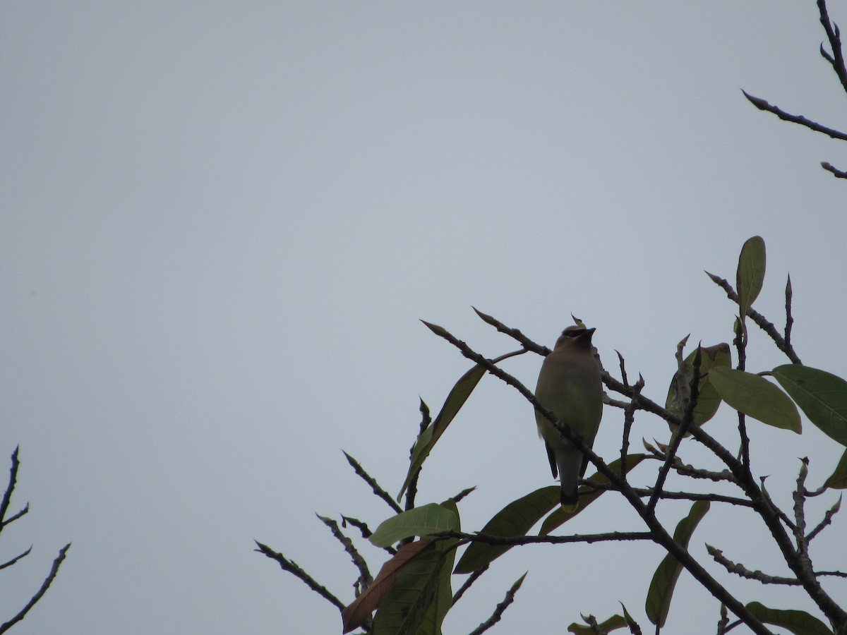 Cedar Waxwing - ML534866171