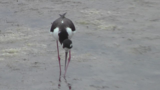 Black-necked Stilt - ML534866871