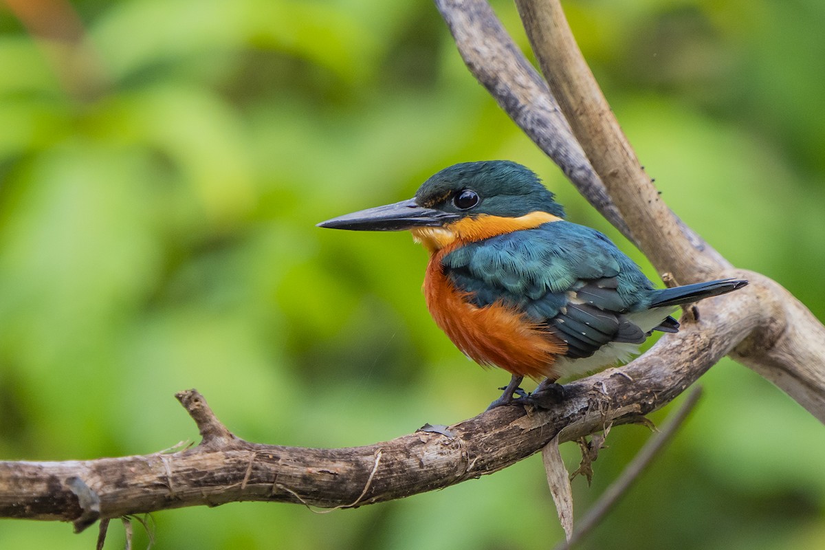 American Pygmy Kingfisher - ML534866991