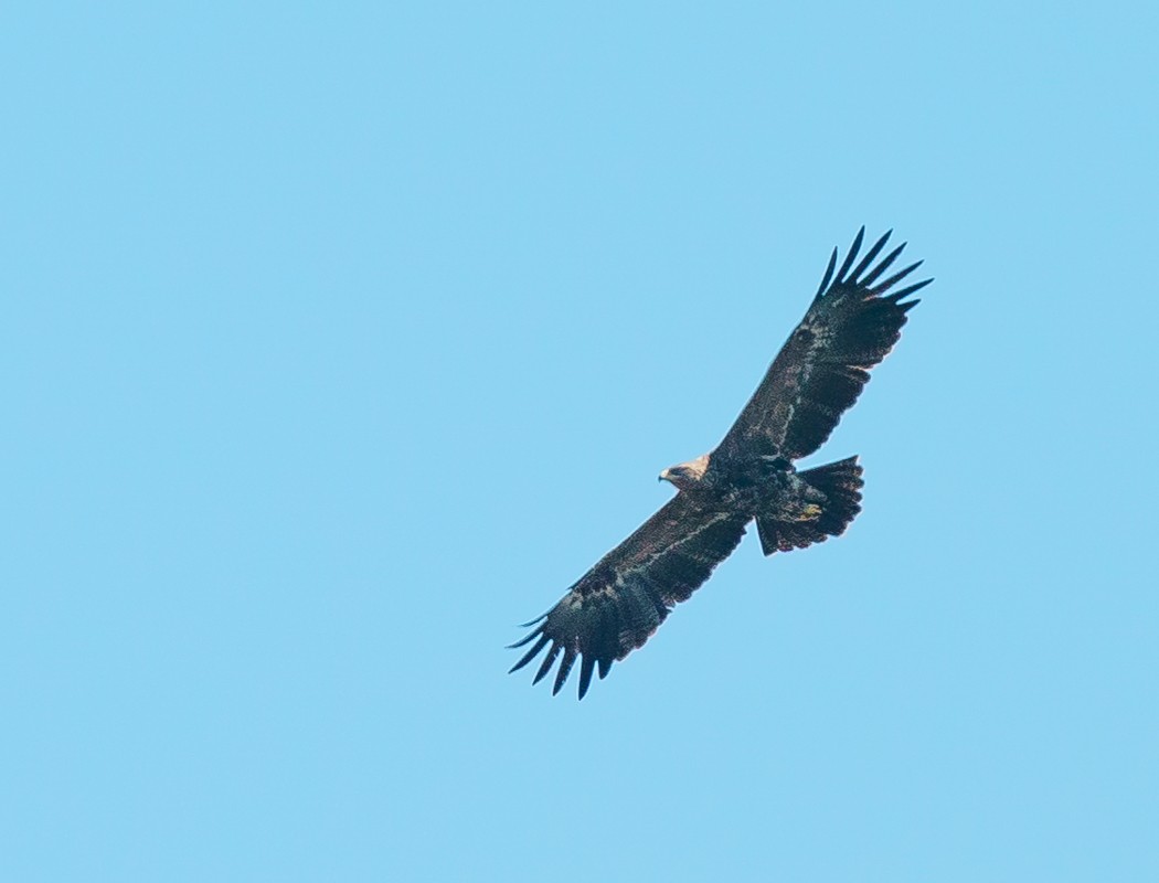 Steppe Eagle - ML534867211