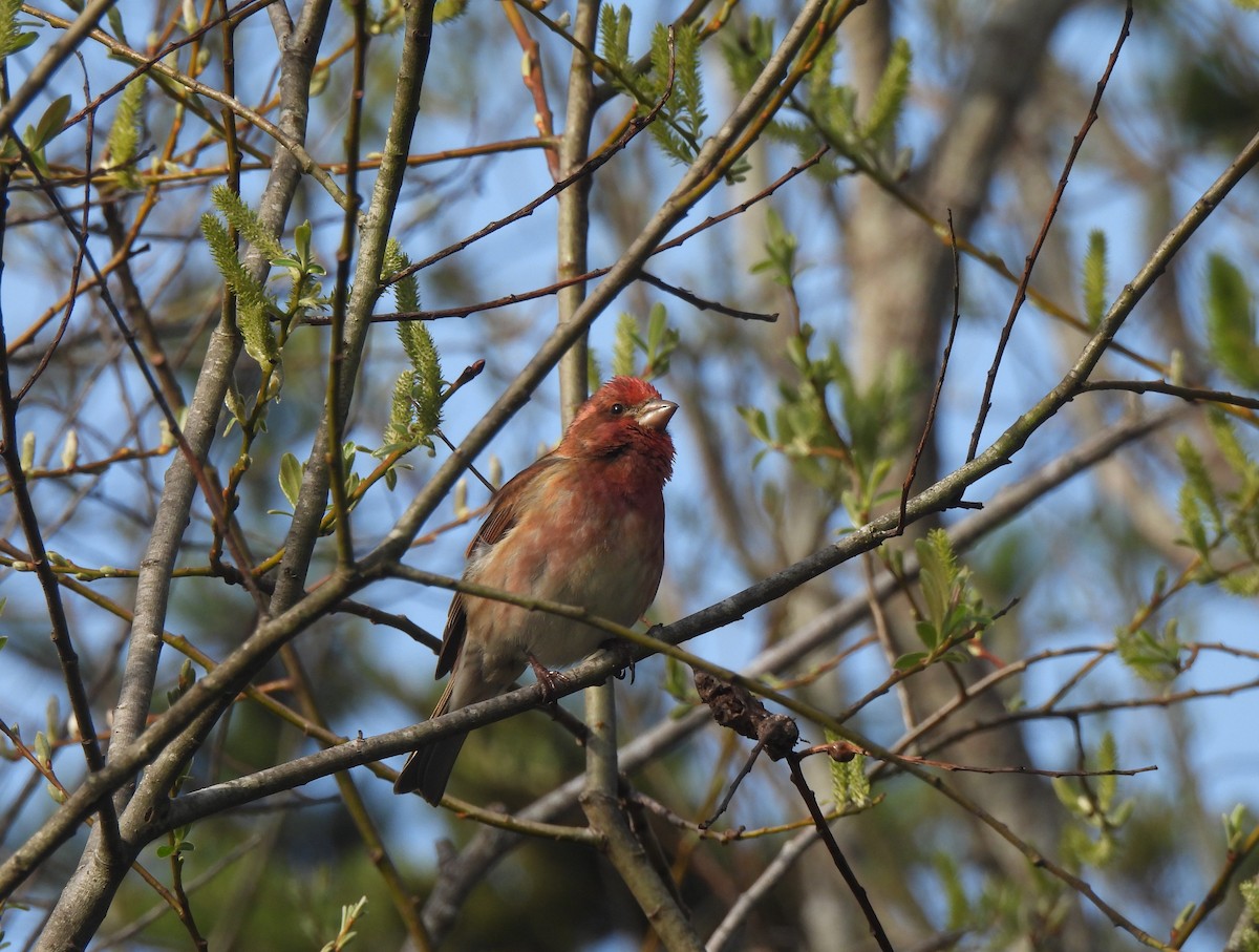 Purple Finch - ML534867351