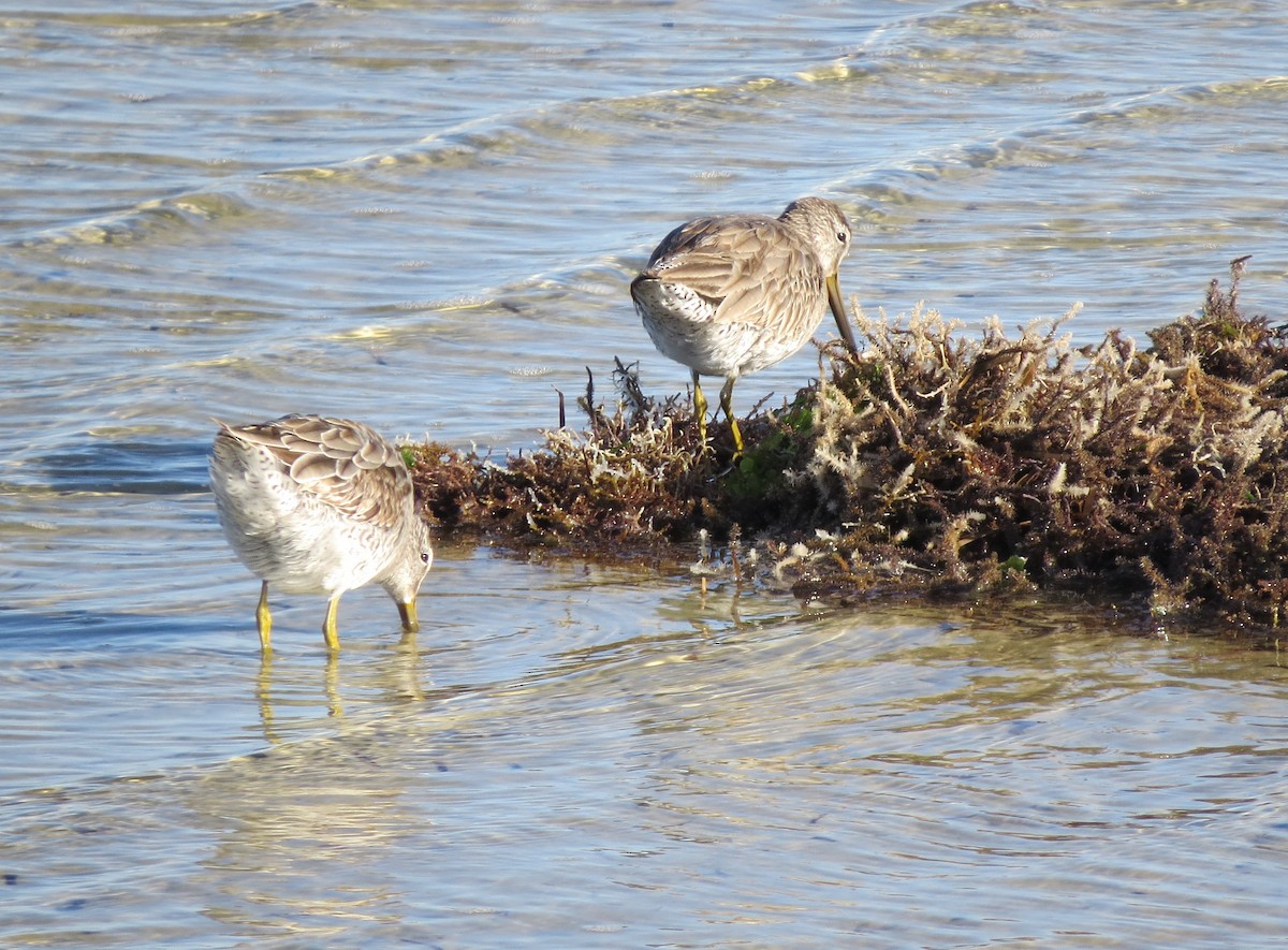 Short-billed Dowitcher - ML534867581