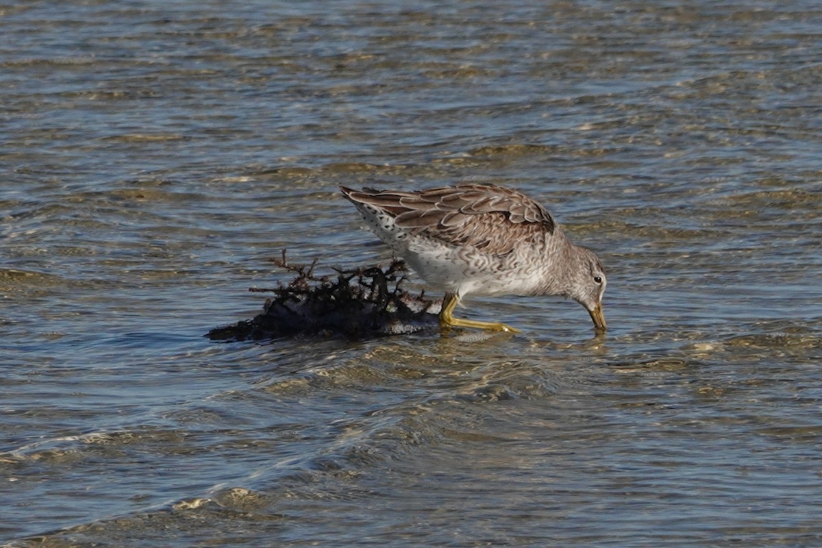 Short-billed Dowitcher - ML534868541