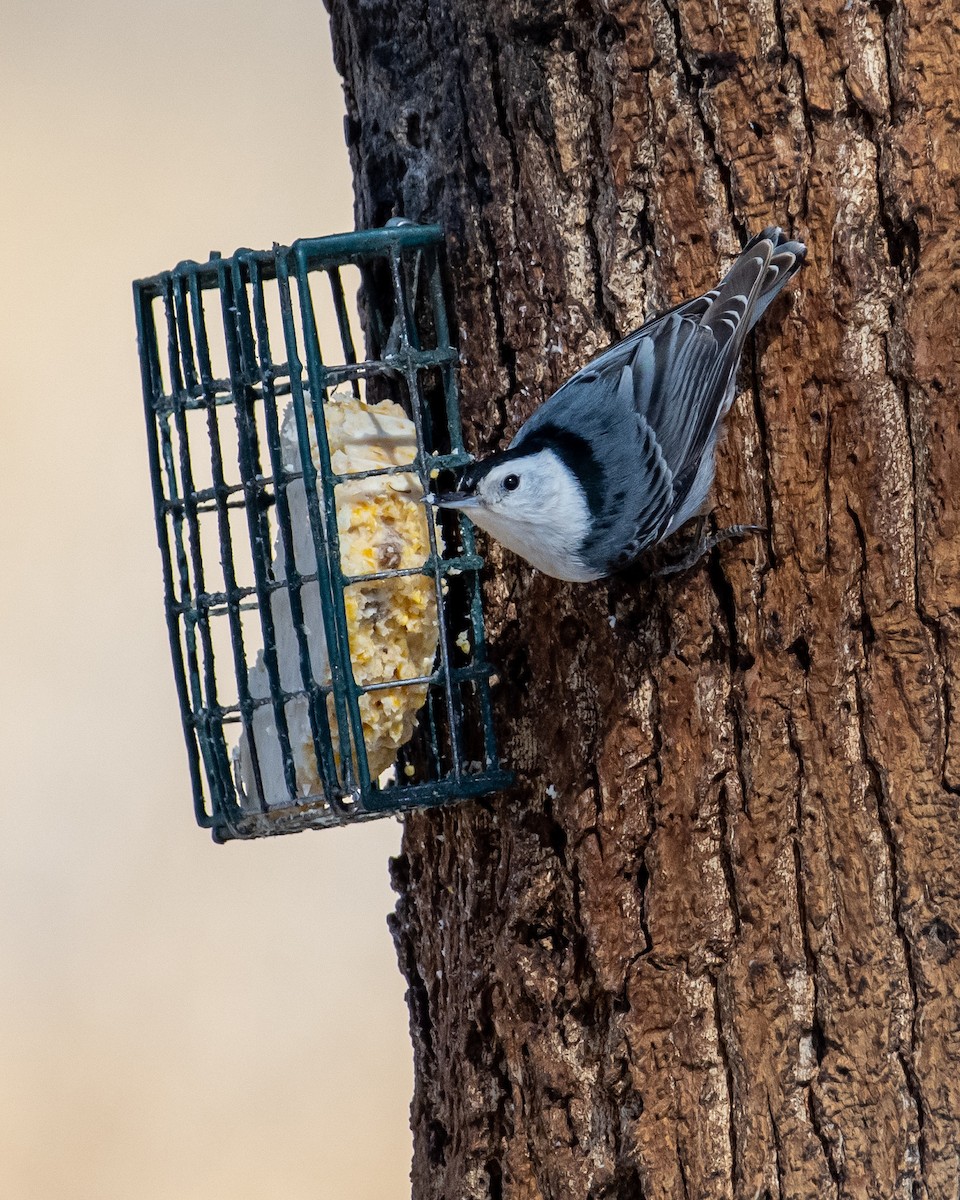 White-breasted Nuthatch - ML534868651