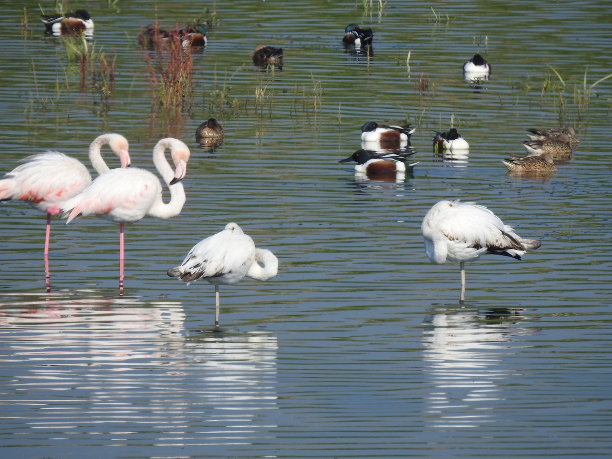 Greater Flamingo - Eitan Kaspi