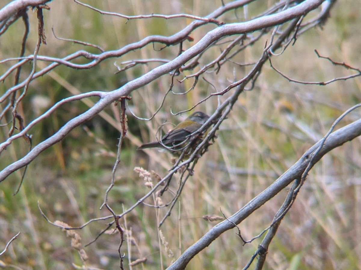 Gray-hooded Sierra Finch - ML534869261