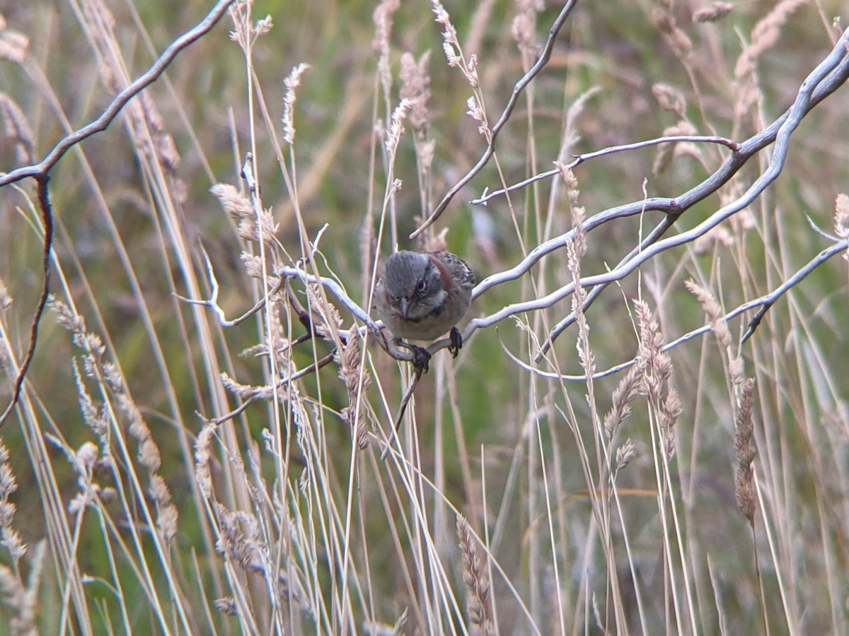 Rufous-collared Sparrow - ML534869291