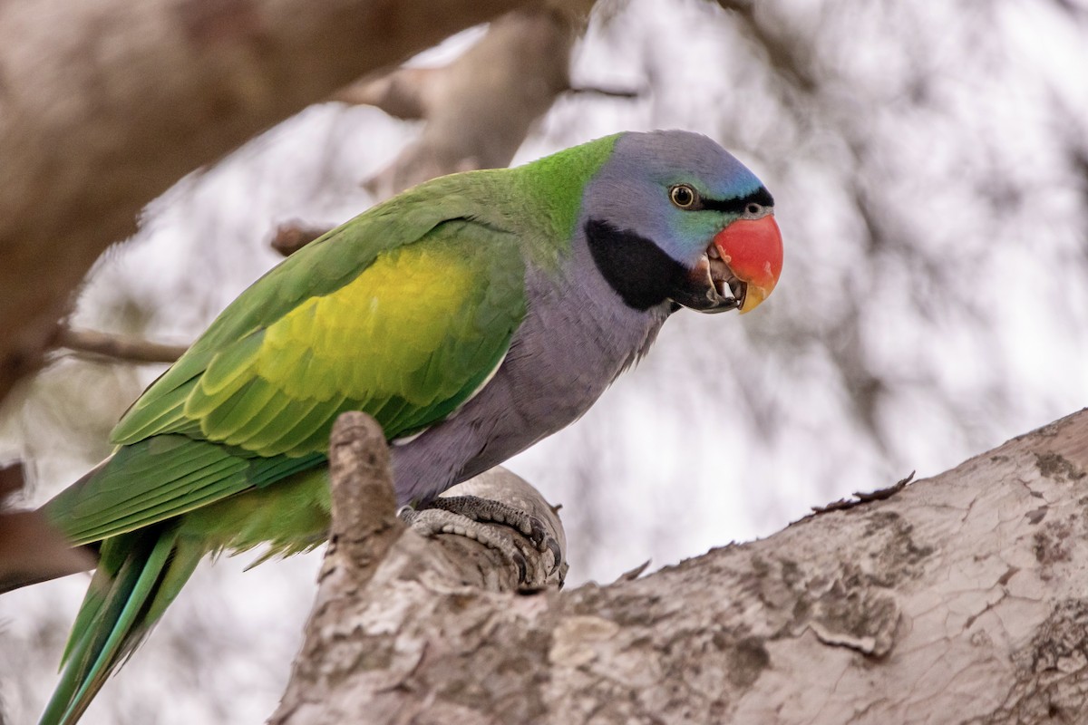 Derbyan Parakeet - ML534869791