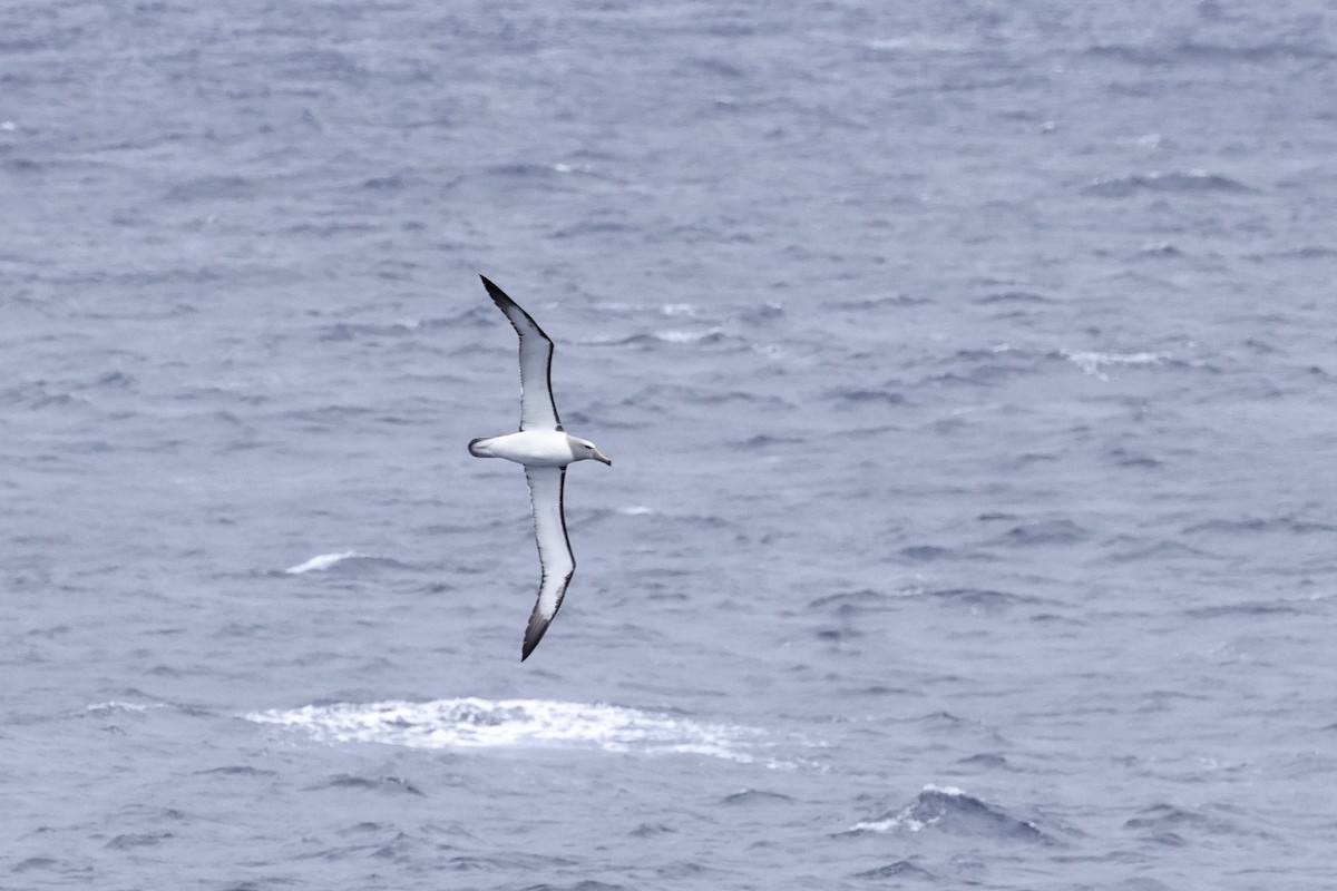 Salvin's Albatross - ML534870921