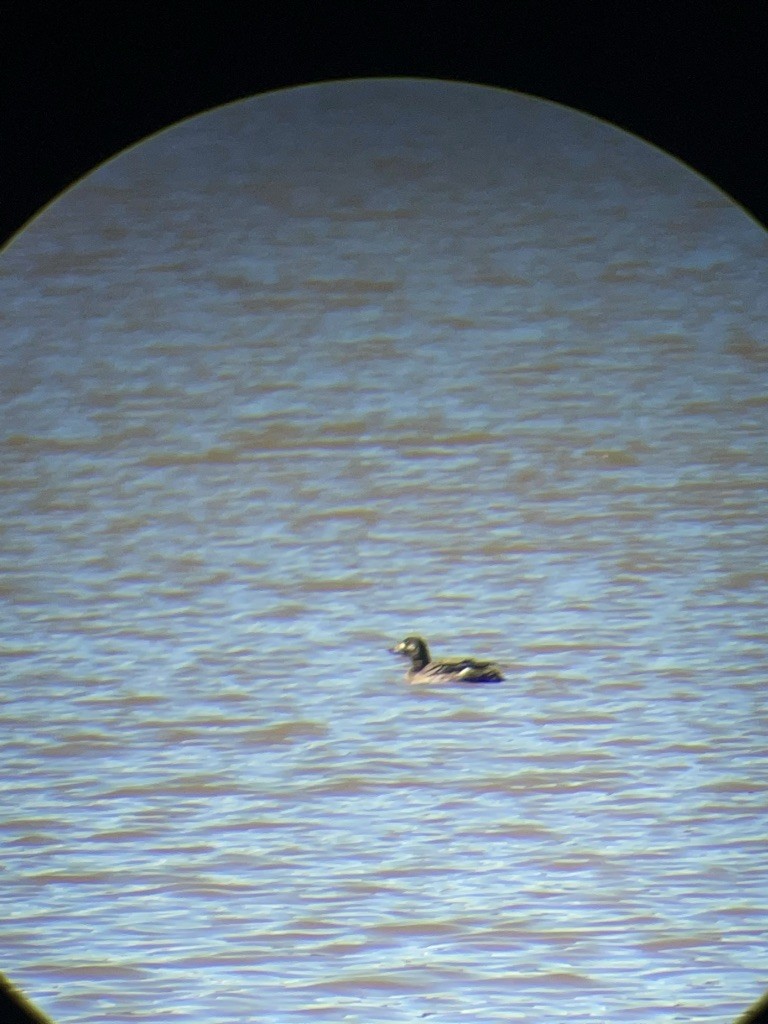 White-winged Scoter - ML534871271