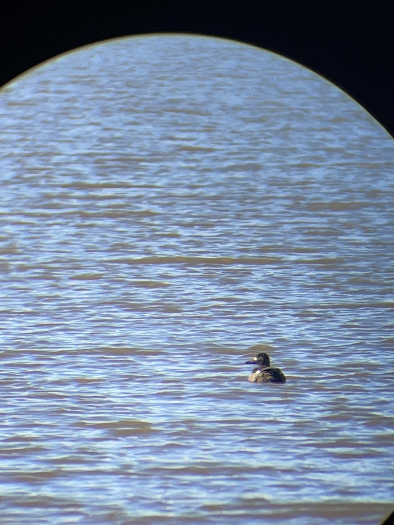 White-winged Scoter - ML534871331