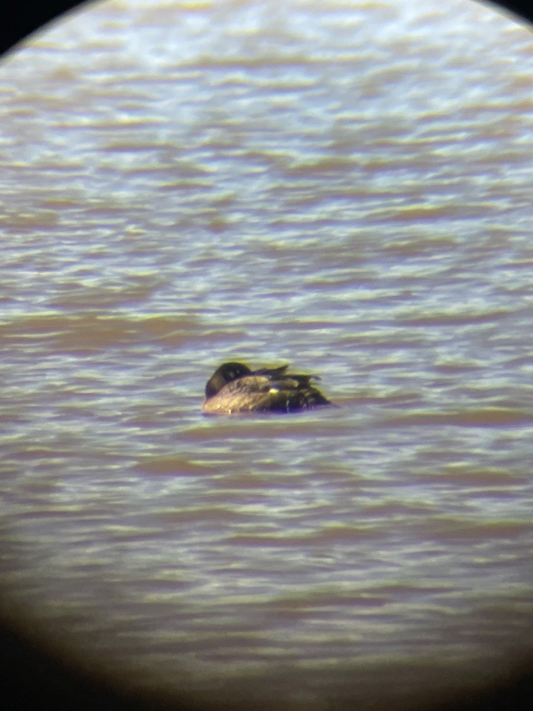 White-winged Scoter - Nathan Faulk