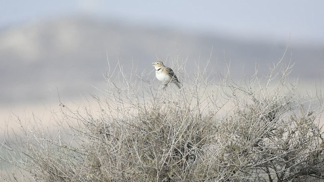 Calandra Lark - ML534871961