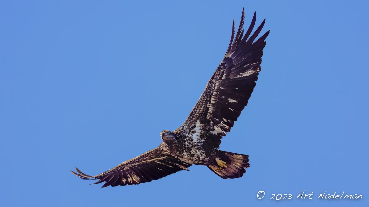 Bald Eagle - ML534872261