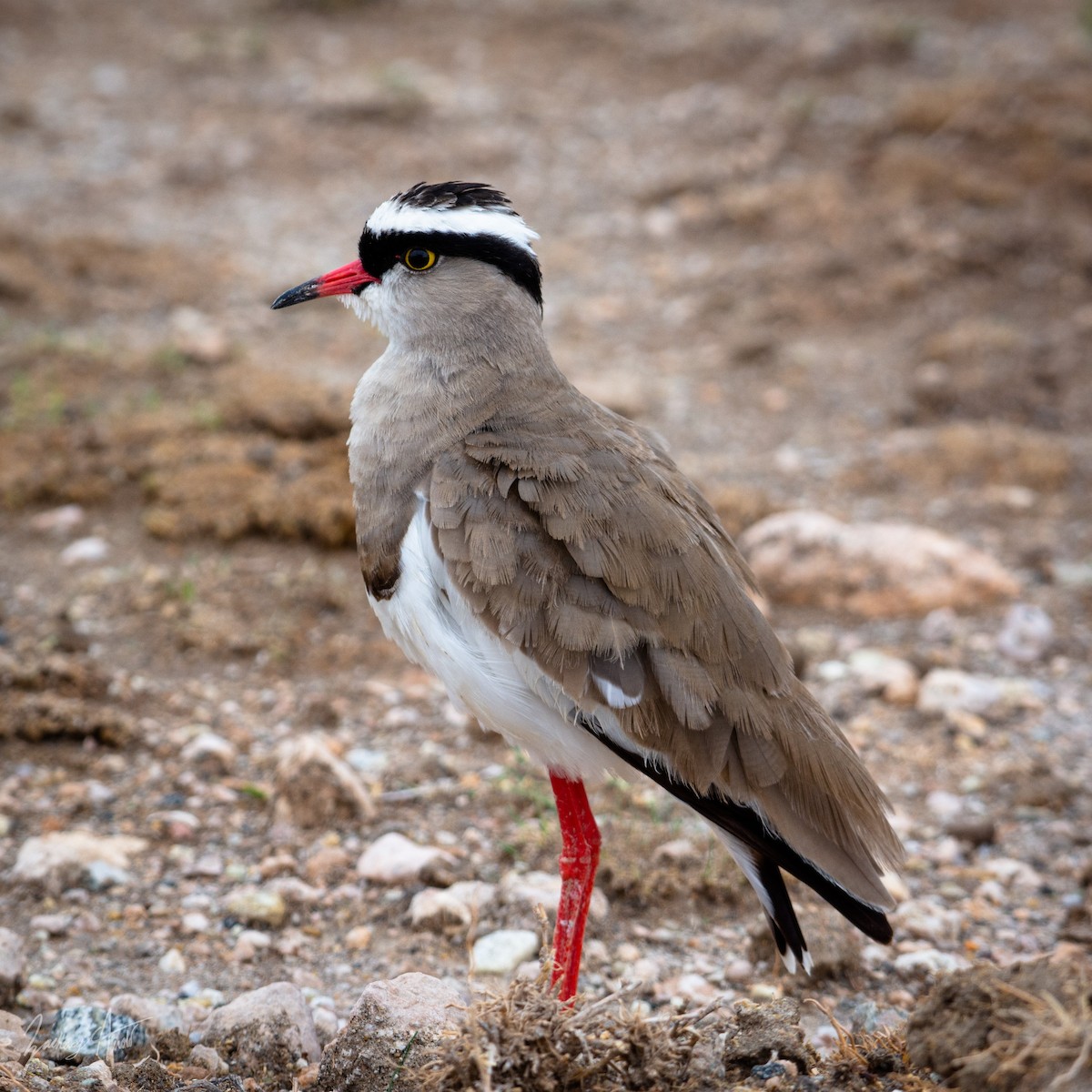 Crowned Lapwing - ML534872451