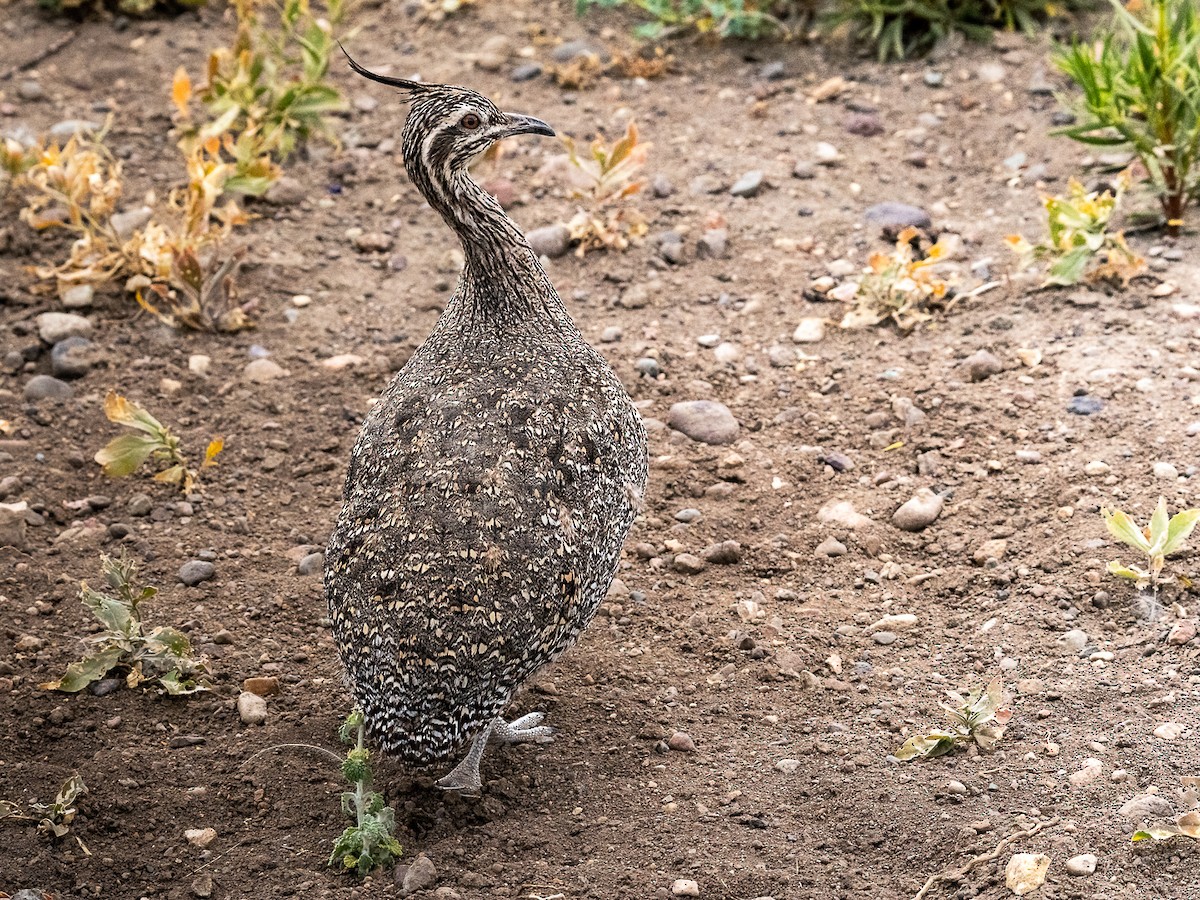 Elegant Crested-Tinamou - ML534873821