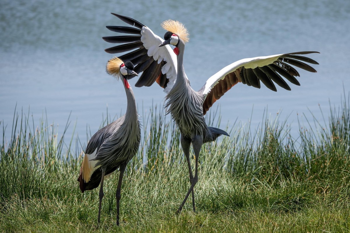 Gray Crowned-Crane - ML534875711