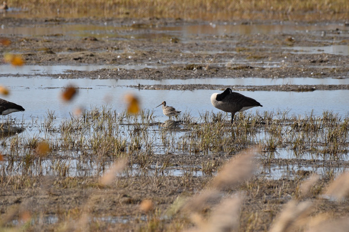 Hudsonian Godwit - ML534876221