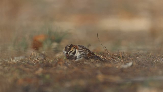 Lapland Longspur - ML534878111