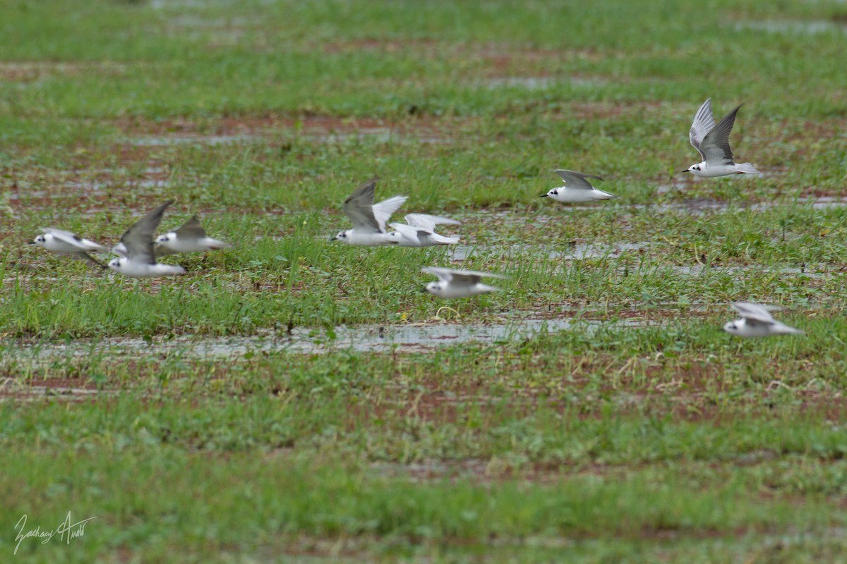 Whiskered Tern - Zachary Arnold