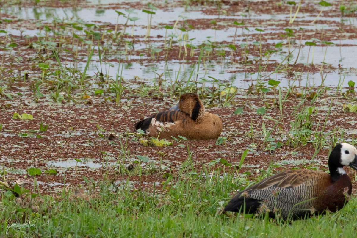 Fulvous Whistling-Duck - Zachary Arnold