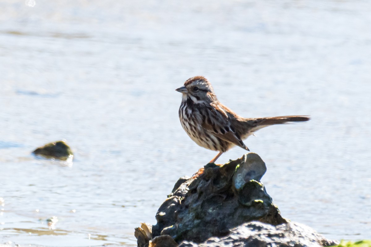 Song Sparrow - ML534878881