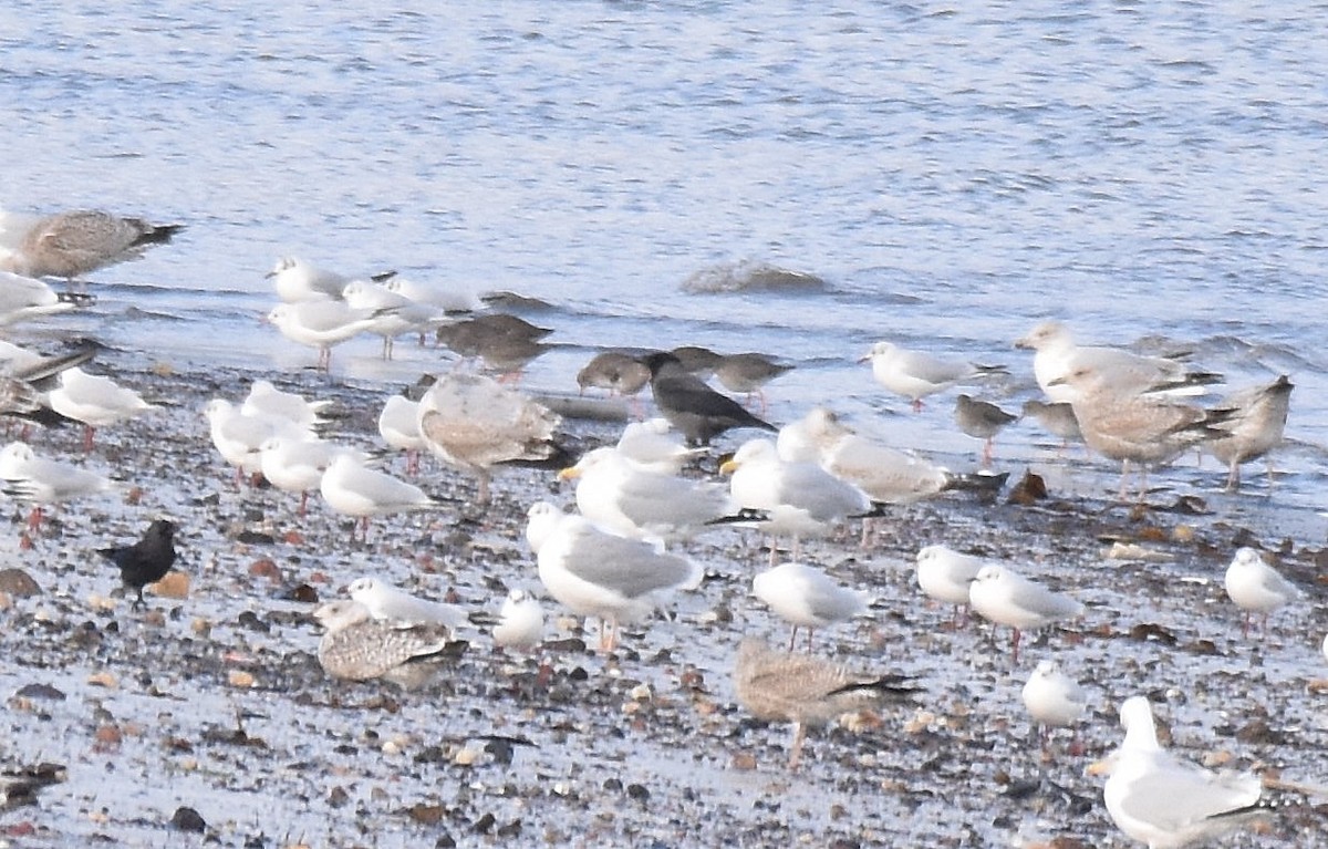 svartkråke x kråke (hybrid) - ML534878941