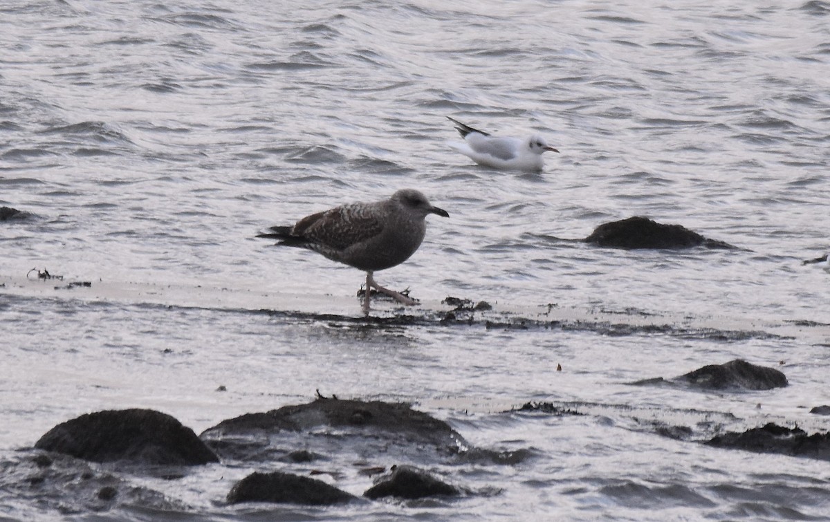 gråmåke - ML534879261