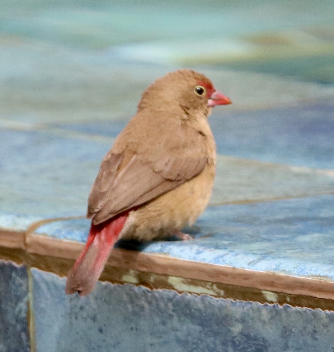 Red-billed Firefinch - ML534879311