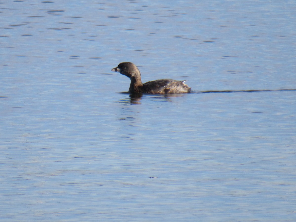 Pied-billed Grebe - ML534879401