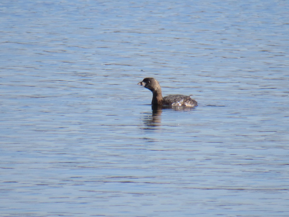 Pied-billed Grebe - ML534879411