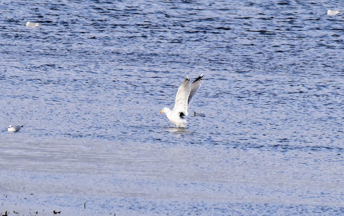 gråmåke - ML534879541