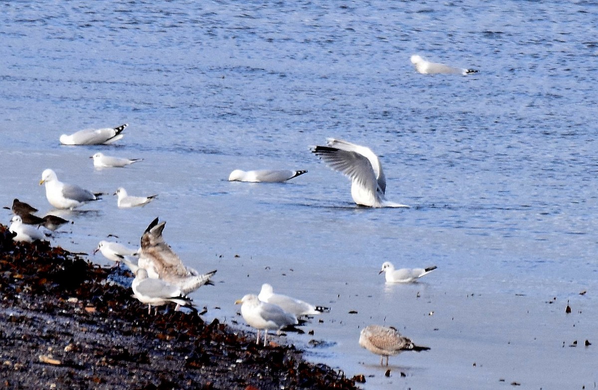 gråmåke - ML534879551