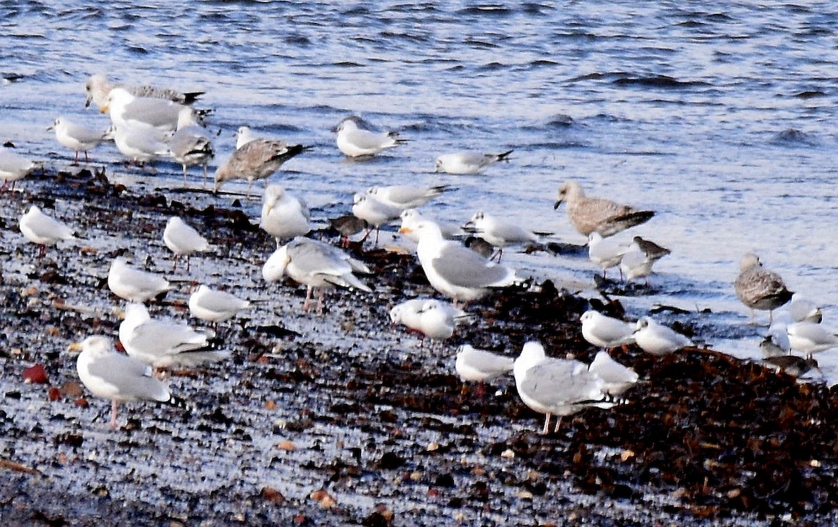 gråmåke - ML534879761