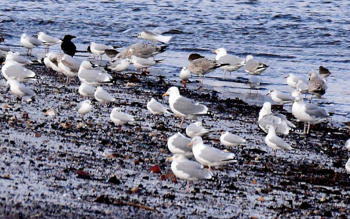 gråmåke - ML534879941